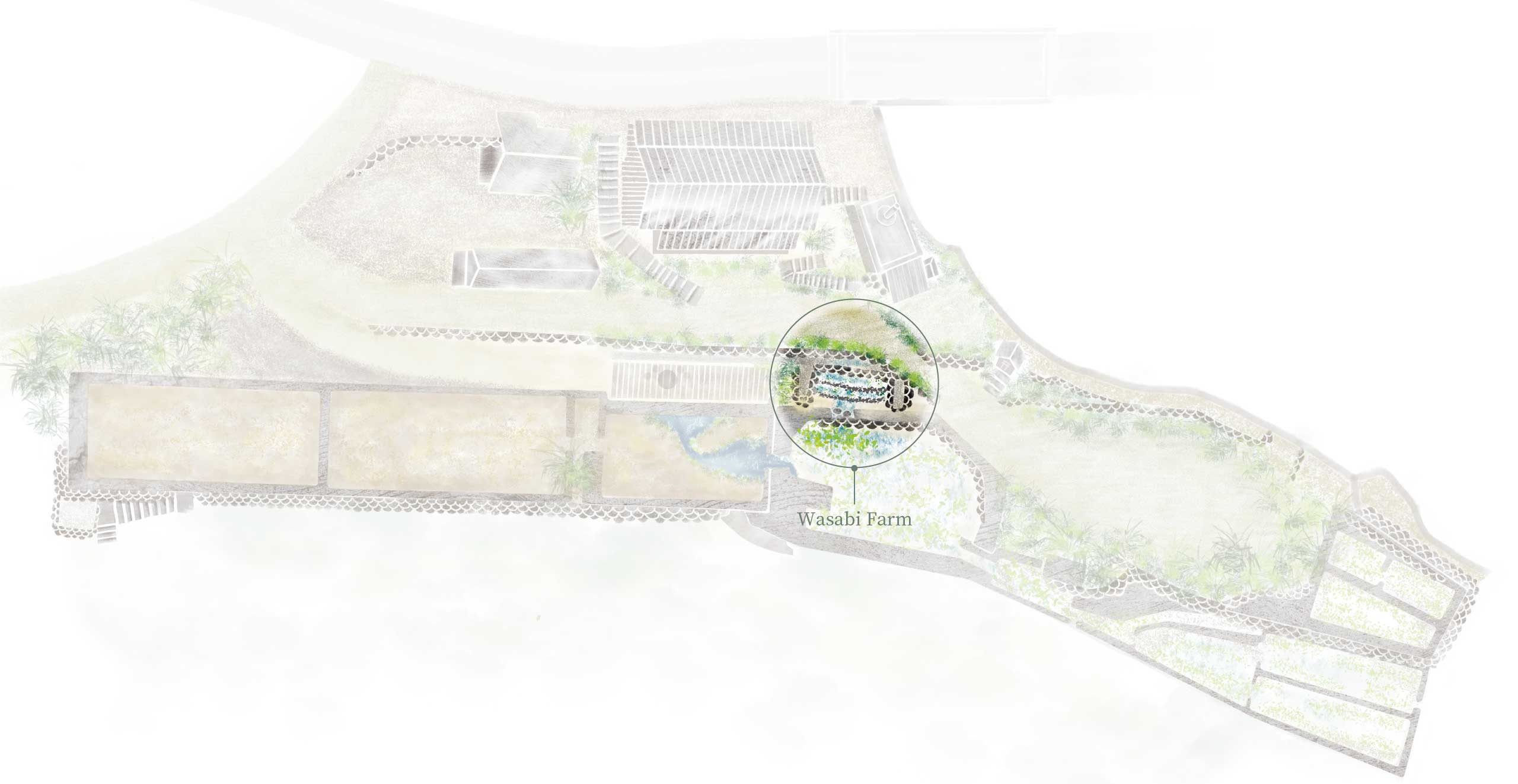 Wasabi farm